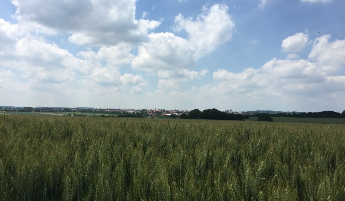 Ein weites Getreidefeld erstreckt sich bis zum Horizont, darüber ein blauer Himmel mit weißen Wolken. Im Hintergrund ist eine Stadt zu sehen., © www.pro-cycl.de