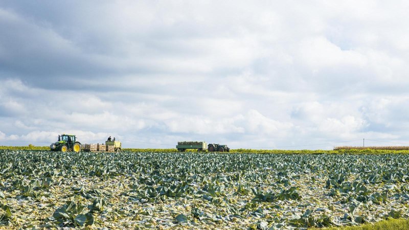 Zwei Traktoren arbeiten auf einem großen Kohl-Feld unter einem bewölkten Himmel in Filderstadt-Bonlanden., © SMG, Sarah Schmid Zwei Traktoren arbeiten auf einem großen Kohl-Feld unter einem bewölkten Himmel in Filderstadt-Bonlanden., © SMG, Sarah Schmid