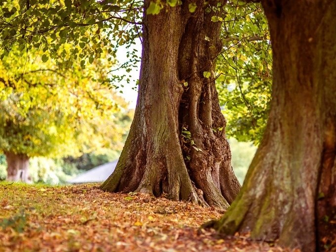 Drei gro&szlig;e B&auml;ume mit dicken St&auml;mmen stehen auf einer mit Herbstlaub bedeckten Fl&auml;che. Im Hintergrund sind weitere B&auml;ume zu sehen., &copy; Cool-Tours StattReisen