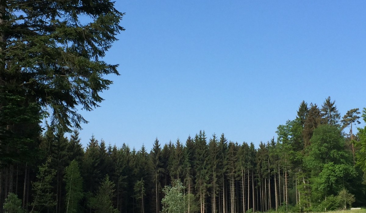 Grüne Wiese mit gelben Blumen, umgeben von hohen Nadelbäumen unter klarem, blauem Himmel., © www.pro-cycl.de Grüne Wiese mit gelben Blumen, umgeben von hohen Nadelbäumen unter klarem, blauem Himmel., © www.pro-cycl.de