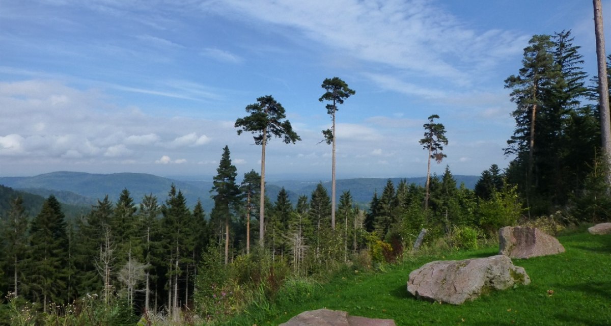 Blick von der Hahnenfalzhütte: Grüne Wiese mit großen Felsen, dahinter hohe Bäume und ein weiter Blick über bewaldete Hügel unter blauem Himmel., © Nördlicher Schwarzwald Blick von der Hahnenfalzhütte: Grüne Wiese mit großen Felsen, dahinter hohe Bäume und ein weiter Blick über bewaldete Hügel unter blauem Himmel., © Nördlicher Schwarzwald