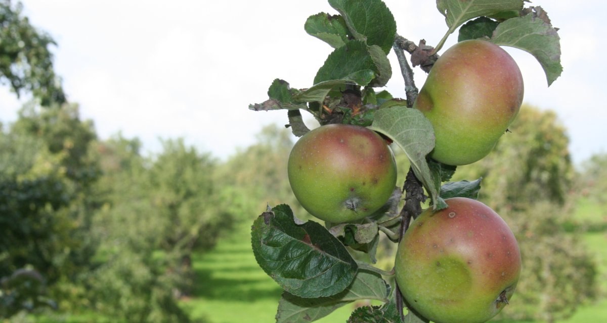 Drei reife Äpfel hängen an einem Ast, umgeben von grünen Blättern. Im Hintergrund ist ein Obstgarten mit Bäumen zu sehen., © Natur.Nah. Schönbuch & Heckengäu Drei reife Äpfel hängen an einem Ast, umgeben von grünen Blättern. Im Hintergrund ist ein Obstgarten mit Bäumen zu sehen., © Natur.Nah. Schönbuch & Heckengäu