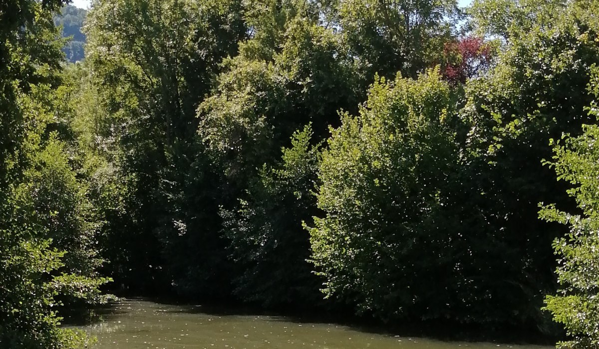 Ein ruhiger See, umgeben von dichtem Grün und Bäumen, mit einem Geländer im Vordergrund unter klarem Himmel., © Foto: Cornelia Steinbach Ein ruhiger See, umgeben von dichtem Grün und Bäumen, mit einem Geländer im Vordergrund unter klarem Himmel., © Foto: Cornelia Steinbach