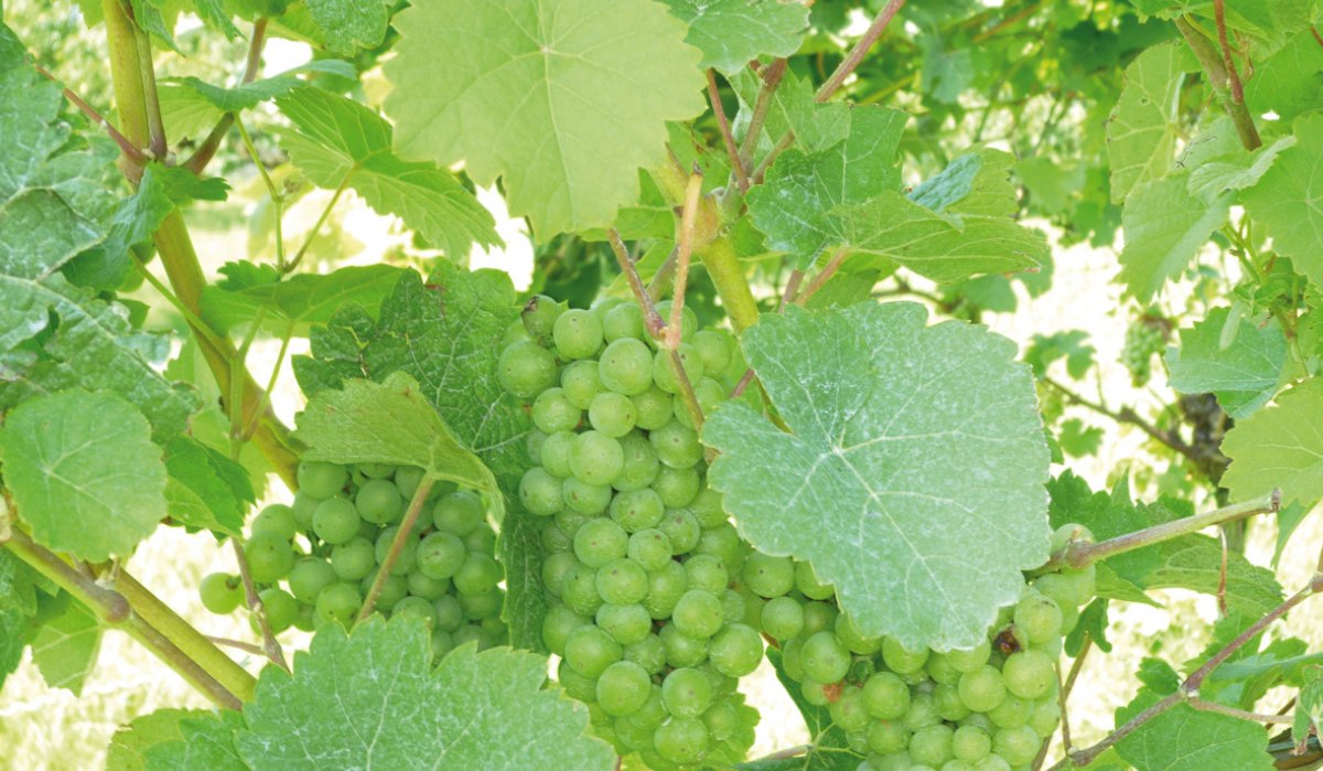 Grüne Weintrauben hängen an Reben, umgeben von großen, grünen Blättern. Die Trauben sind noch unreif und dicht beieinander., © Land der 1000 Hügel - Kraichgau-Stromberg