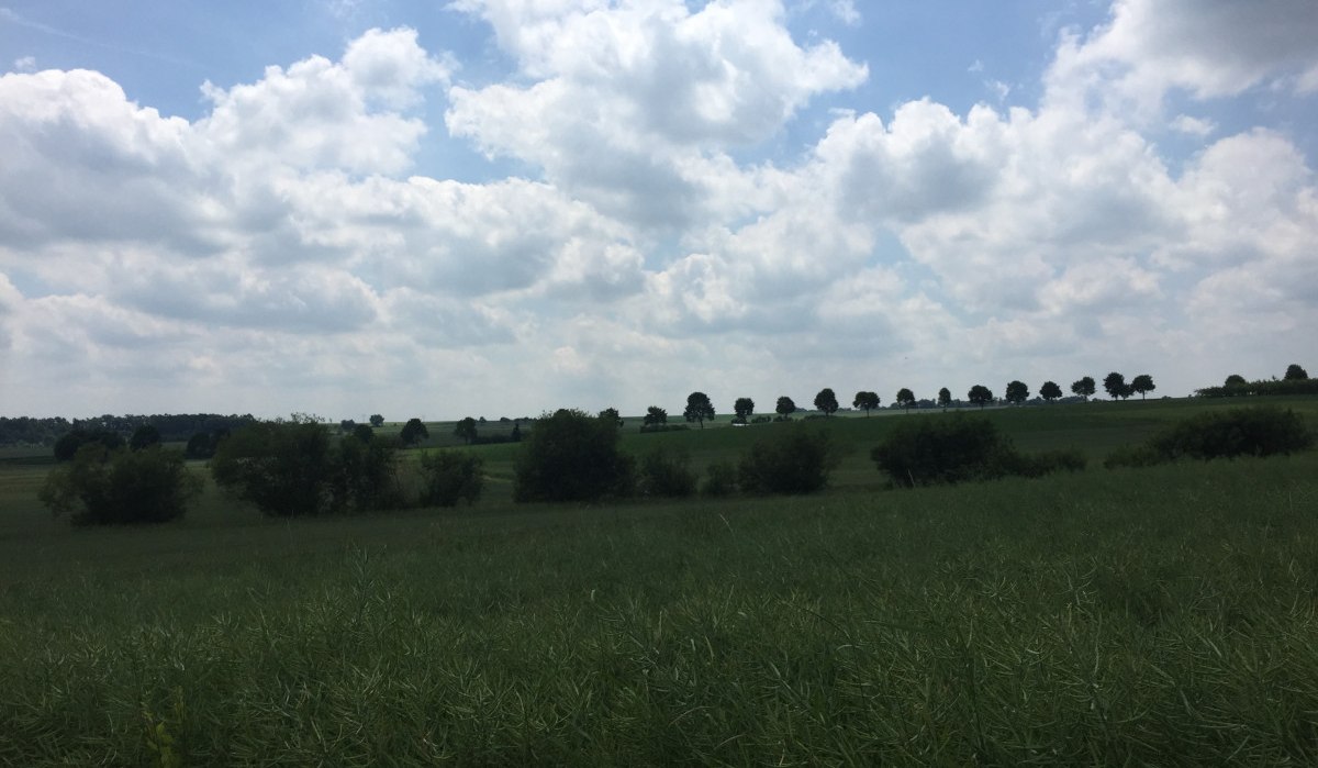 Weite Landschaft mit einer Baumreihe am Horizont, grüne Felder und ein bewölkter Himmel., © www.pro-cycl.de