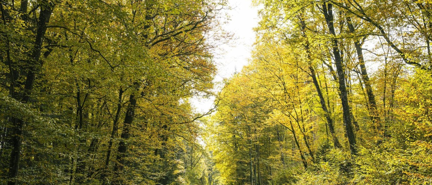 Ein herbstlicher Waldweg im Siebenmühlental, Leinfelden-Echterdingen. Die Bäume sind in goldenen Tönen gefärbt, und zwei Radfahrer sind auf dem Weg., © SMG, Sarah Schmid Ein herbstlicher Waldweg im Siebenmühlental, Leinfelden-Echterdingen. Die Bäume sind in goldenen Tönen gefärbt, und zwei Radfahrer sind auf dem Weg., © SMG, Sarah Schmid
