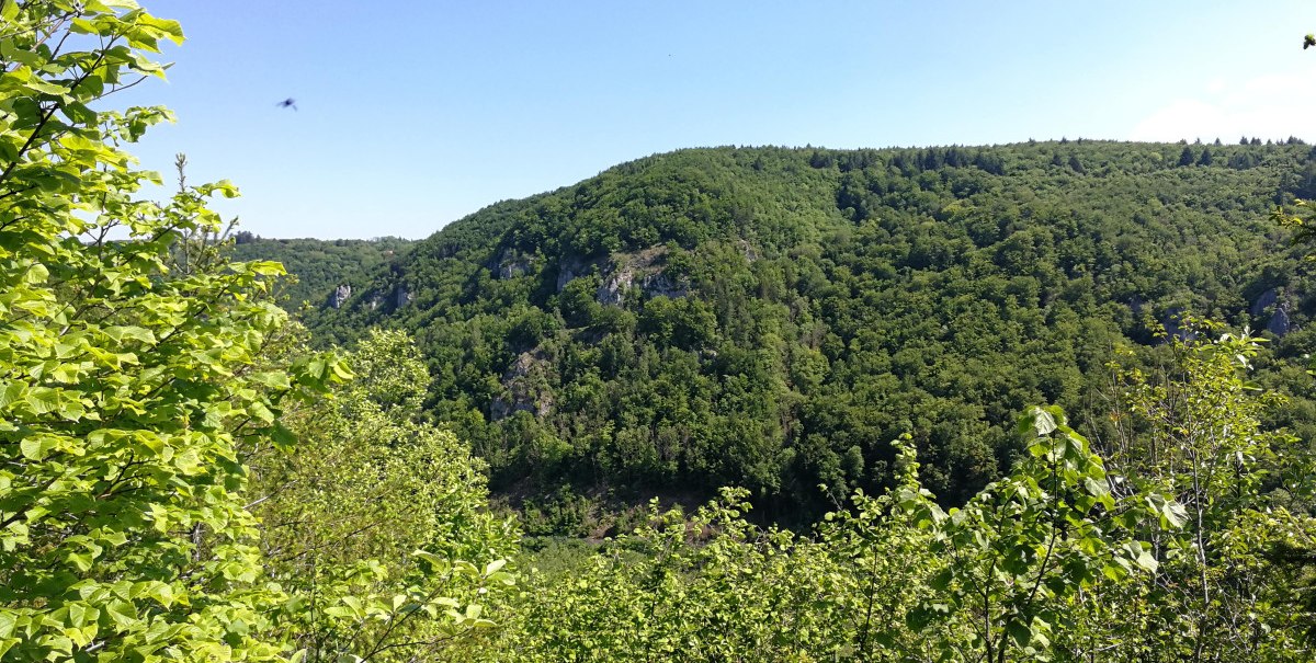 Grüne, bewaldete Hügel erstrecken sich unter einem klaren blauen Himmel. Im Vordergrund sind dichte Büsche und Bäume zu sehen., © Bad Urach Tourismus