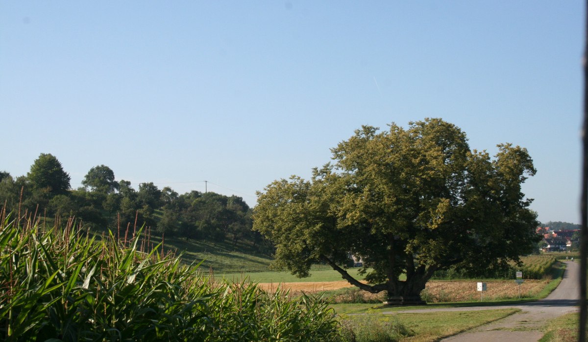 Große Linde bei Hildrizhausen, umgeben von Feldern und einem Weg, unter klarem Himmel., © Natur.Nah. Schönbuch & Heckengäu Große Linde bei Hildrizhausen, umgeben von Feldern und einem Weg, unter klarem Himmel., © Natur.Nah. Schönbuch & Heckengäu