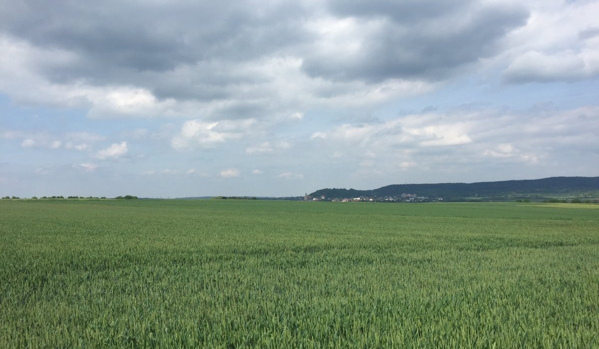 Ein weites Getreidefeld erstreckt sich unter einem bew&ouml;lkten Himmel. Am Horizont ist eine Stadt vor einer H&uuml;gelkette zu sehen., &copy; www.pro-cycl.de