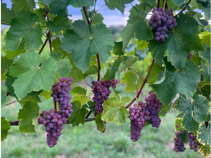 Weinlese: Vom Stock ins Glas - Die Weinlese zum Anfassen!, © WTM GmbH Waiblingen Weinlese: Vom Stock ins Glas - Die Weinlese zum Anfassen!, © WTM GmbH Waiblingen