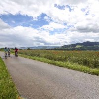 Drei Radfahrer fahren auf einer Landstraße, umgeben von Mohnblumenfeldern. Im Hintergrund sind Hügel und eine bewölkte Himmel zu sehen., © Schwäbische Alb Tourismusverband e.V.