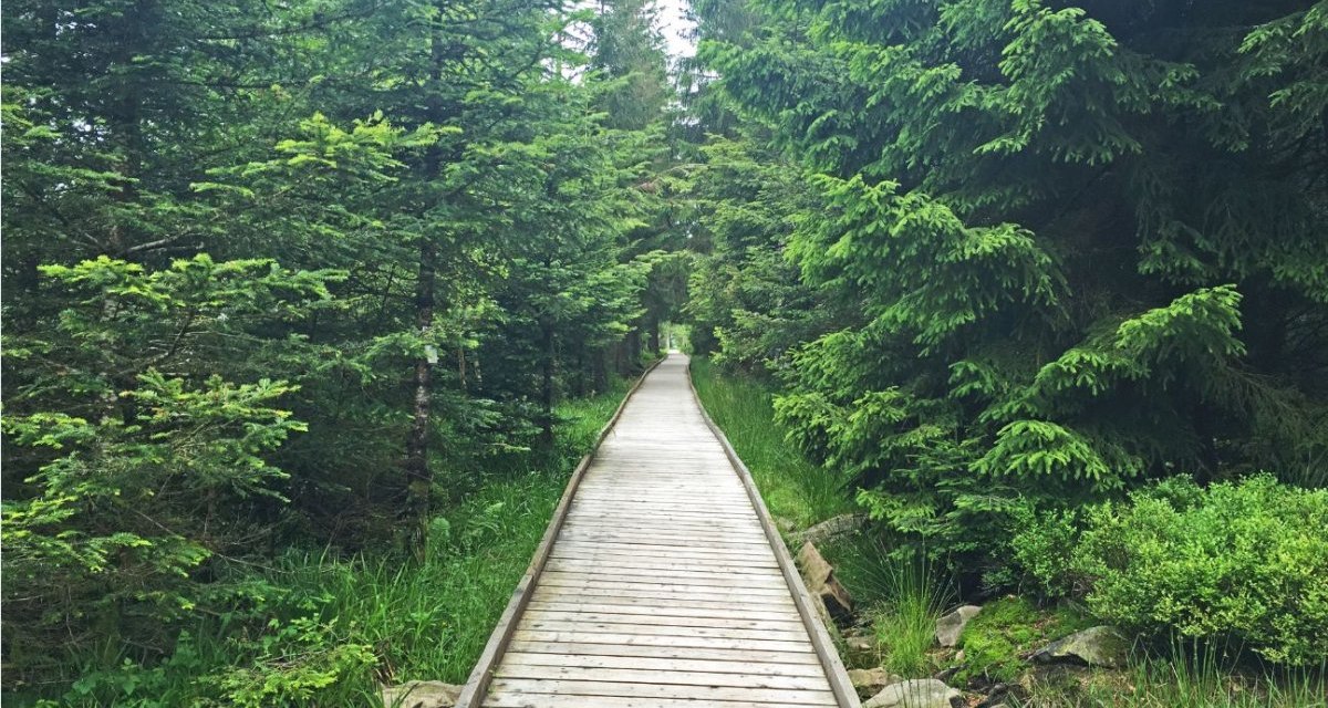 Ein Holzweg f&uuml;hrt durch einen dichten, gr&uuml;nen Wald zum Hochmoor Hohlohsee. Der Weg ist von hohen B&auml;umen ges&auml;umt., &copy; www.pro-cycl.de