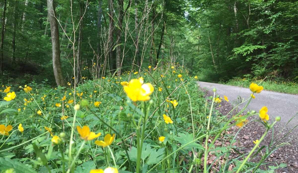 Ein schmaler Waldweg, gesäumt von leuchtend gelben Blumen, führt durch einen dichten, grünen Wald., © www.pro-cycl.de Ein schmaler Waldweg, gesäumt von leuchtend gelben Blumen, führt durch einen dichten, grünen Wald., © www.pro-cycl.de