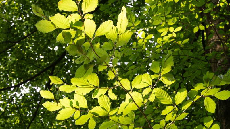 Sonnenlicht durchflutet die gr&uuml;nen Bl&auml;tter eines Baumes und erzeugt ein lebendiges Spiel aus Licht und Schatten im Wald.