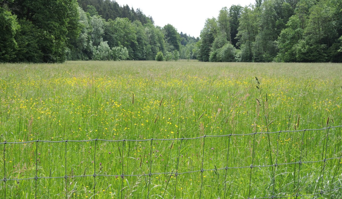 Grüne Wiese mit gelben Blumen, umgeben von Bäumen. Ein Zaun im Vordergrund trennt die Wiese ab., © Natur.Nah. Schönbuch & Heckengäu Grüne Wiese mit gelben Blumen, umgeben von Bäumen. Ein Zaun im Vordergrund trennt die Wiese ab., © Natur.Nah. Schönbuch & Heckengäu