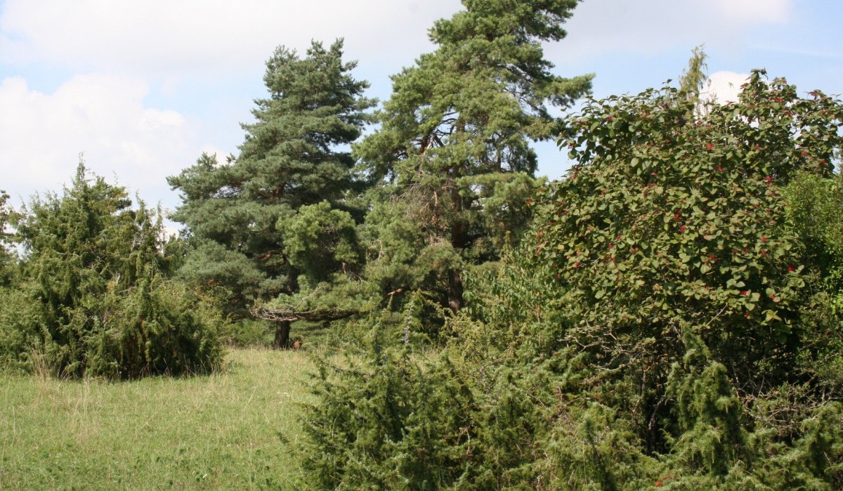 Grüne Wiese mit verschiedenen Bäumen und Sträuchern unter blauem Himmel mit Wolken., © Natur.Nah. Schönbuch & Heckengäu Grüne Wiese mit verschiedenen Bäumen und Sträuchern unter blauem Himmel mit Wolken., © Natur.Nah. Schönbuch & Heckengäu