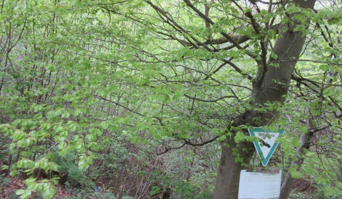 Ein Baum im Wald mit einem Naturschutzschild und einer Informationstafel zur Doline Herrgottsscheuer in Mötzingen., © Natur.Nah. Schönbuch & Heckengäu Ein Baum im Wald mit einem Naturschutzschild und einer Informationstafel zur Doline Herrgottsscheuer in Mötzingen., © Natur.Nah. Schönbuch & Heckengäu