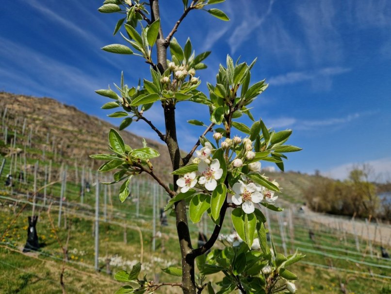 Apfelbaum im Vitiforstweinberg, © SoLawi Weinfrequenz
