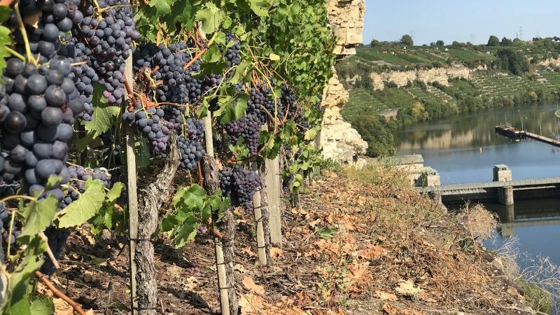 Reife Weintrauben h&auml;ngen an Reben auf einem Hang mit Blick auf einen Fluss und eine Staumauer. Die Landschaft ist von Weinbergen gepr&auml;gt., &copy; &copy; Manuela Priber
