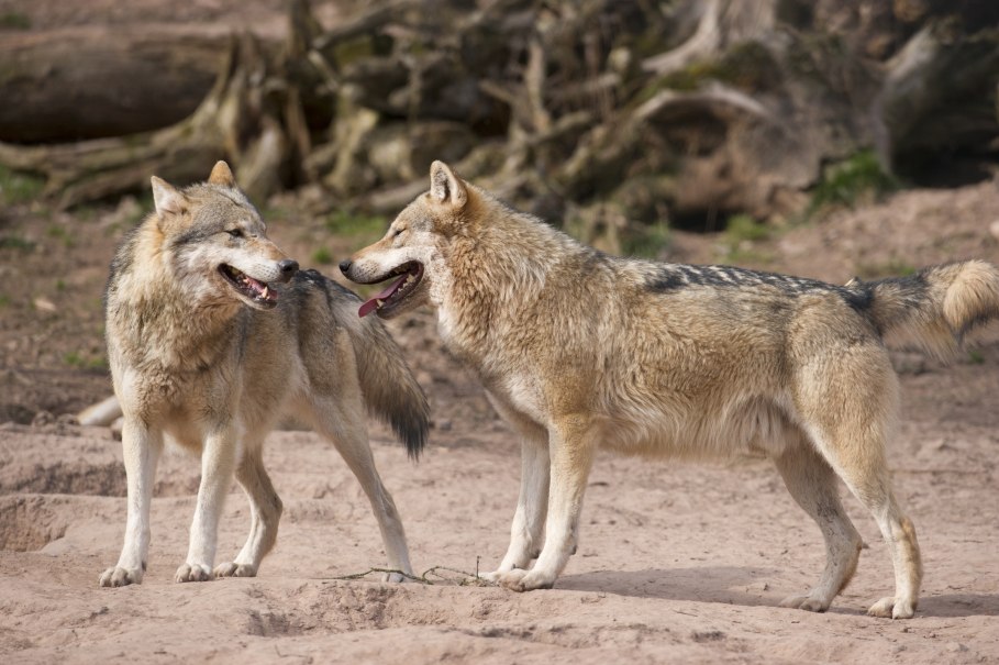 Abendliche Entdeckertour, &copy; Erlebnispark Tripsdrill