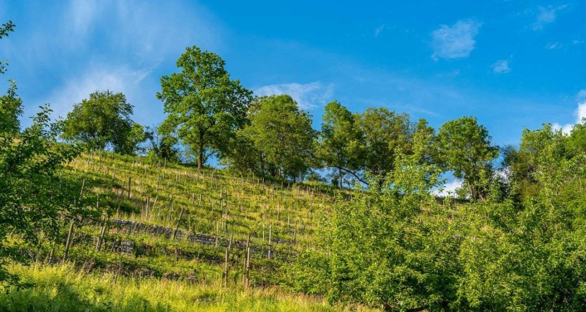 Der Haufler-Weinberg z&auml;hlt zu den steilsten, mit Trockenmauern terrassierten Weinlagen im Remstal. Bereits im 16. Jahrhundert angelegt, wurde er in den 1990er-Jahren durch ehrenamtliches Engagement wiederbelebt. Heute bewirtschaftet ein Bio-Weingut die sonnenverw&ouml;hnten H&auml;nge, auf denen Trollinger, Riesling und Kerner gedeihen &ndash; ein Ort, an dem Weinbau, Naturschutz und Kulturlandschaft harmonisch zusammenwirken., &copy; Remstal Tourismus e.V.
