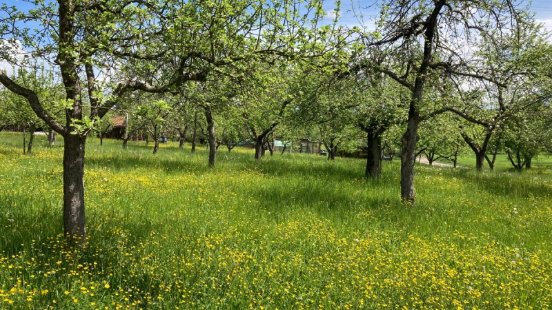 Felder & Wiesen in Waiblingen-Bittenfeld 1 (c) Remstal Tourismus e.V.
