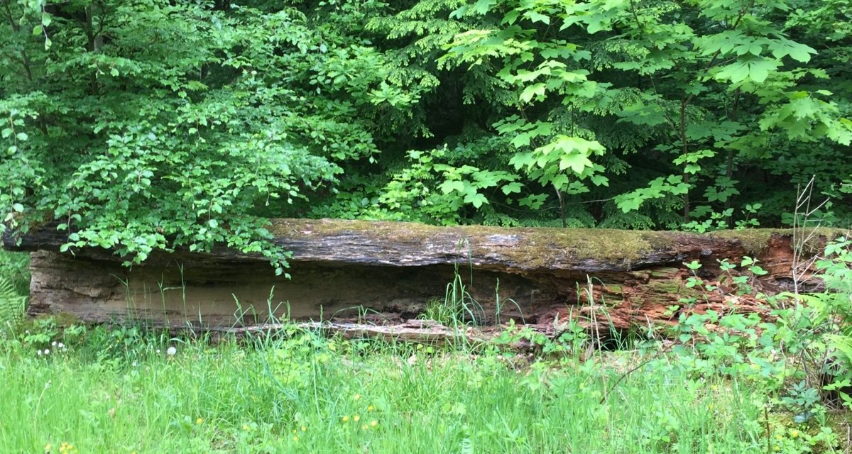 Ein umgest&uuml;rzter Baumstamm liegt im dichten Wald, umgeben von gr&uuml;nen Bl&auml;ttern und kleinen gelben Blumen auf einer Wiese., &copy; www.pro-cycl.de