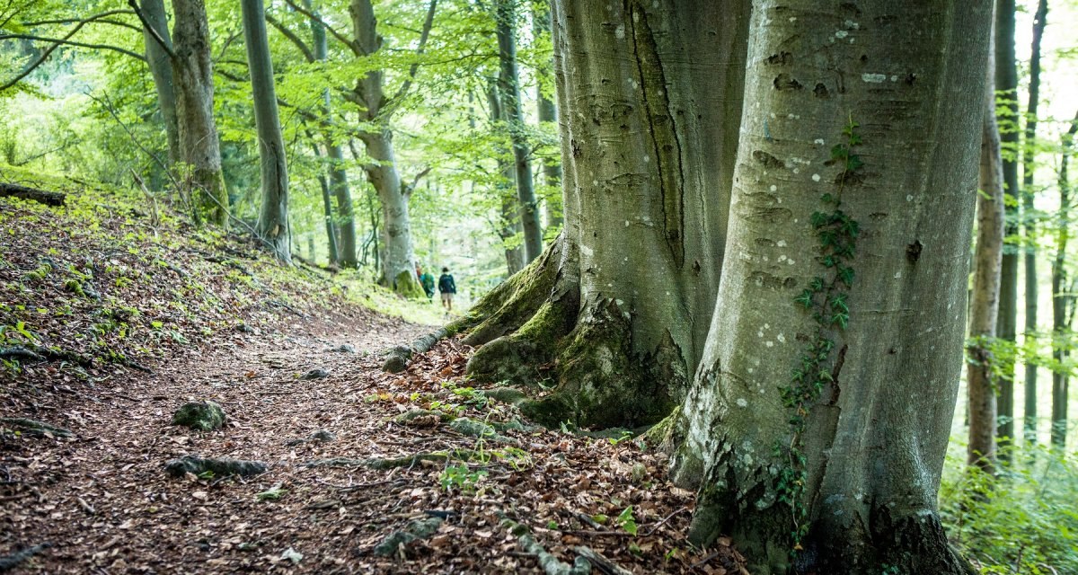 Ein Waldweg führt durch einen alten Baumbestand. Zwei Personen sind im Hintergrund zu sehen. Die Bäume sind groß und dicht bewachsen., © hochgehberge Ein Waldweg führt durch einen alten Baumbestand. Zwei Personen sind im Hintergrund zu sehen. Die Bäume sind groß und dicht bewachsen., © hochgehberge