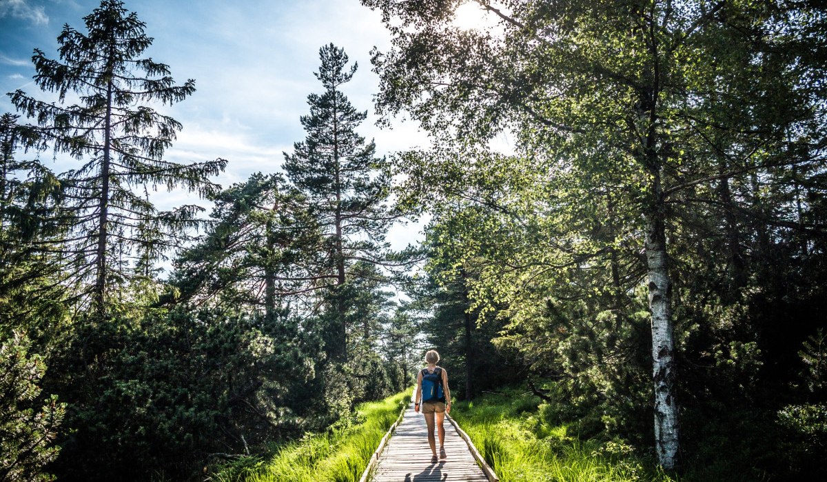 Eine Person wandert auf einem Bohlenweg durch das Wildseemoor, umgeben von Bäumen und grünem Gras, bei sonnigem Wetter., © Nördlicher Schwarzwald