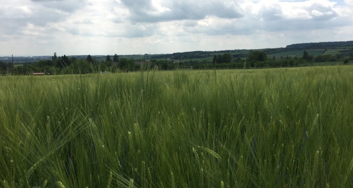 Ein weites Getreidefeld erstreckt sich unter einem bewölkten Himmel. Im Hintergrund sind sanfte Hügel und Bäume zu sehen., © Natur.Nah. Schönbuch & Heckengäu Ein weites Getreidefeld erstreckt sich unter einem bewölkten Himmel. Im Hintergrund sind sanfte Hügel und Bäume zu sehen., © Natur.Nah. Schönbuch & Heckengäu