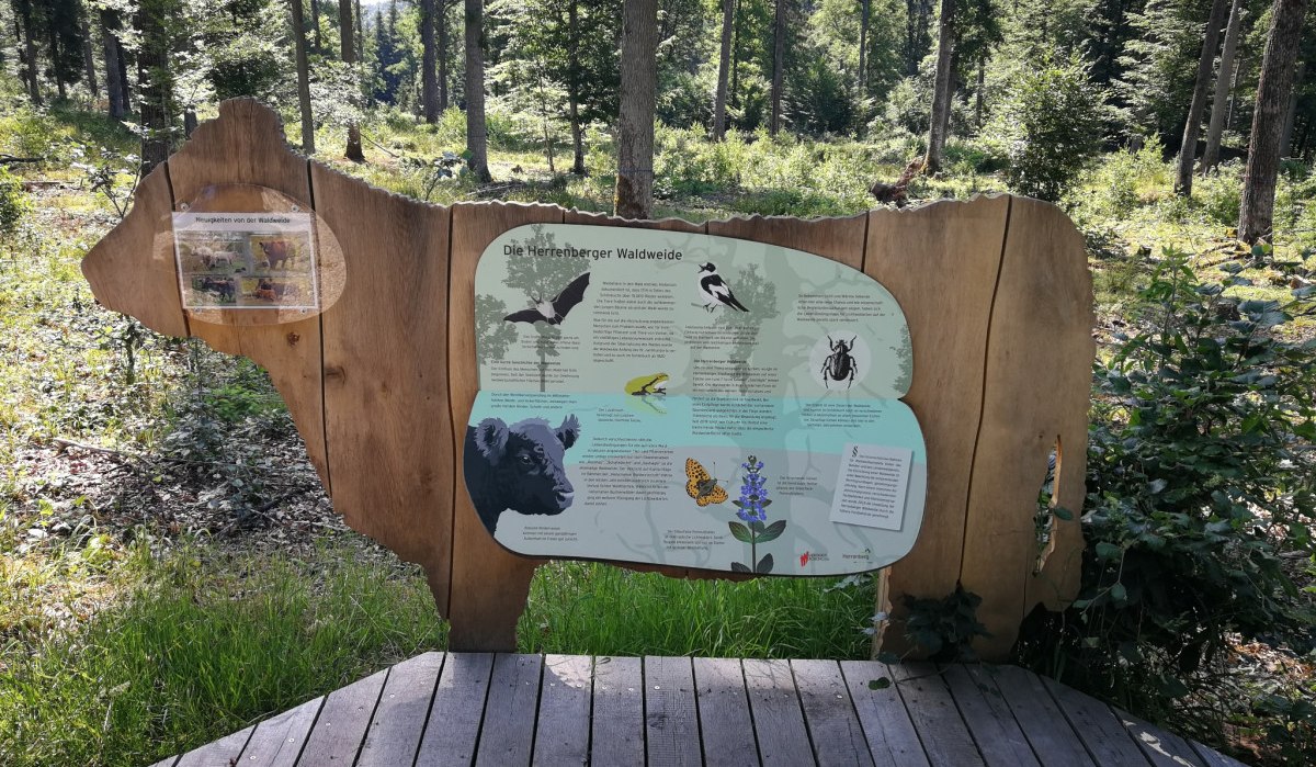 Holzschnitt in Form einer Kuh mit Infotafel über die Herrenberger Waldweide, umgeben von Wald und Bäumen., © Natur.Nah. Schönbuch & Heckengäu