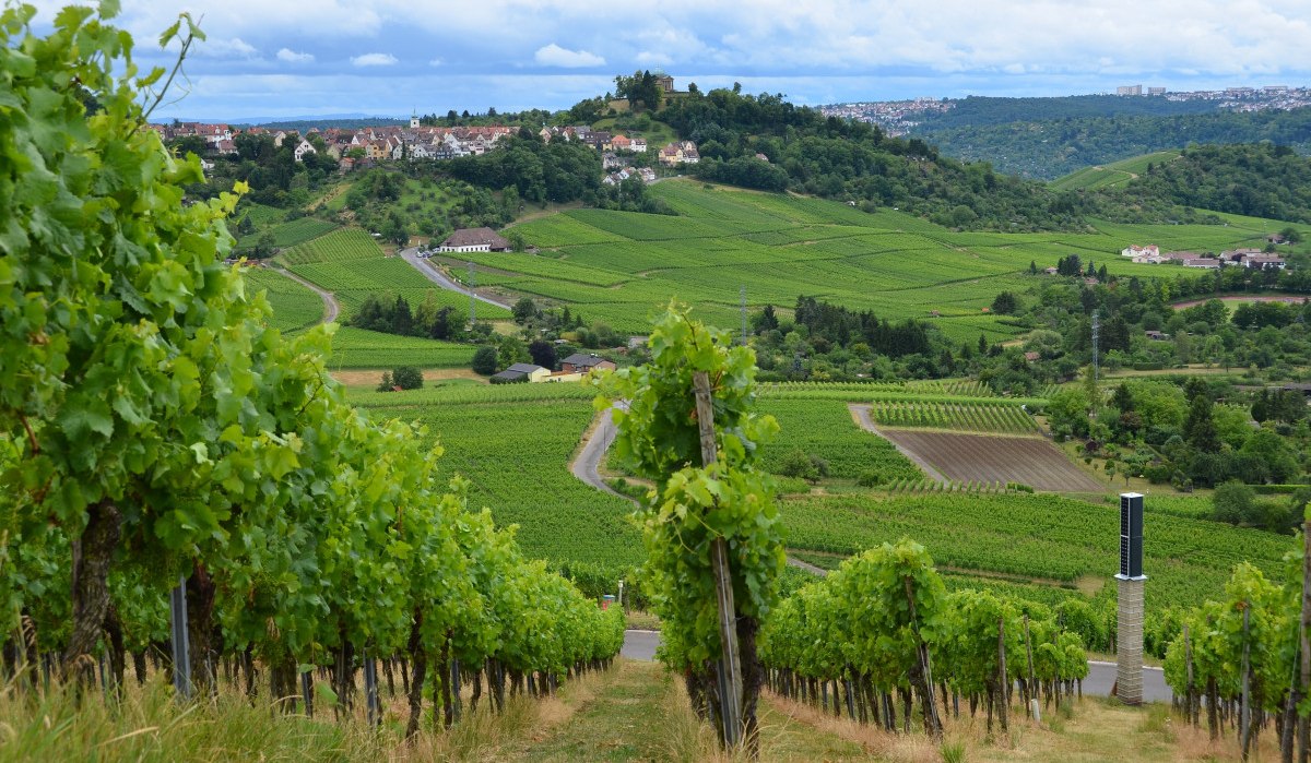 Weinweg Fellbach