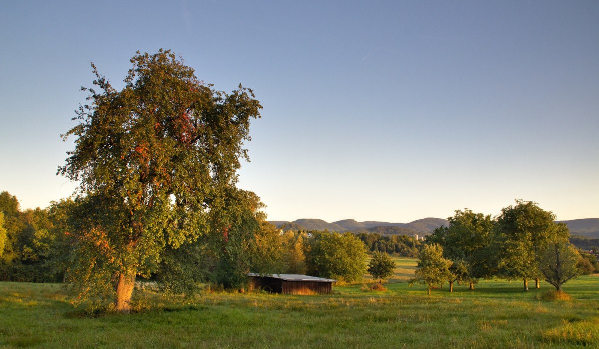 Streubobstwiese mit Bäumen und einer kleinen Hütte im Sonnenuntergang. Im Hintergrund sind sanfte Hügel zu sehen., © Mythos Schwäbische Alb Streubobstwiese mit Bäumen und einer kleinen Hütte im Sonnenuntergang. Im Hintergrund sind sanfte Hügel zu sehen., © Mythos Schwäbische Alb