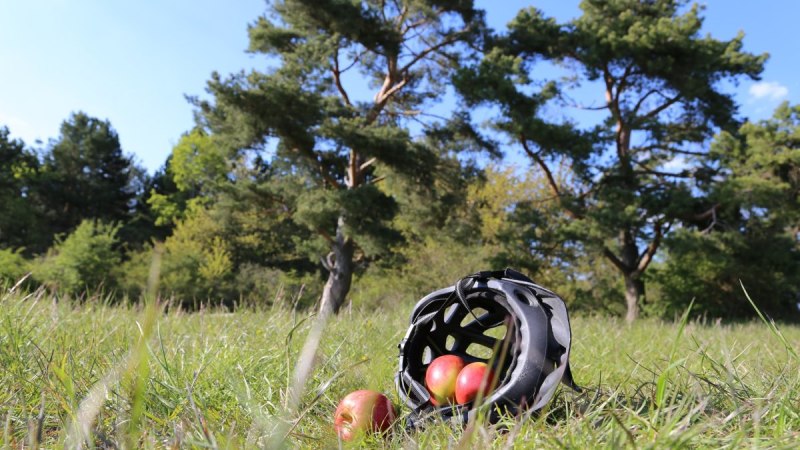 Ein Fahrradhelm voller Äpfel liegt auf einer grünen Wiese unter blauem Himmel, umgeben von Bäumen., © Natur.Nah. Schönbuch & Heckengäu Ein Fahrradhelm voller Äpfel liegt auf einer grünen Wiese unter blauem Himmel, umgeben von Bäumen., © Natur.Nah. Schönbuch & Heckengäu