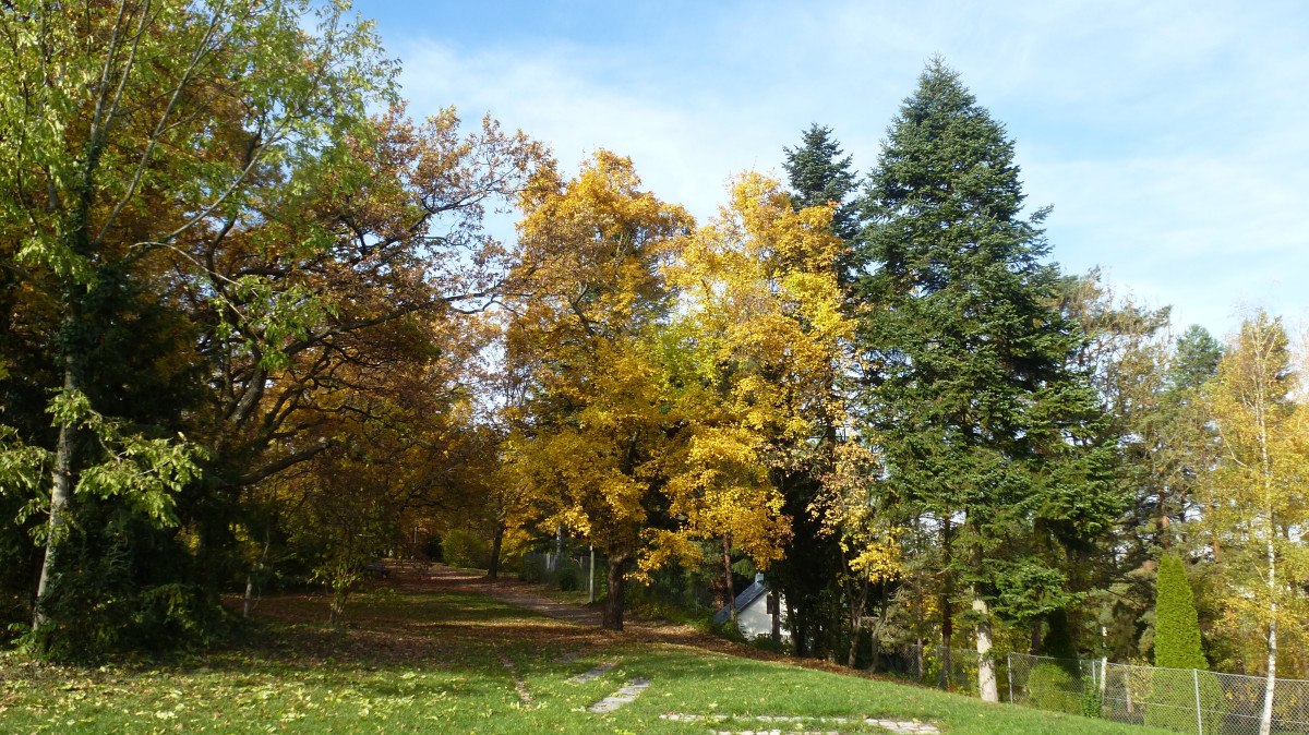 Herbstliche Bäume mit gelbem und grünem Laub in einem Park. Ein Pfad führt durch die Bäume, der Himmel ist blau. Herbstliche Bäume mit gelbem und grünem Laub in einem Park. Ein Pfad führt durch die Bäume, der Himmel ist blau.