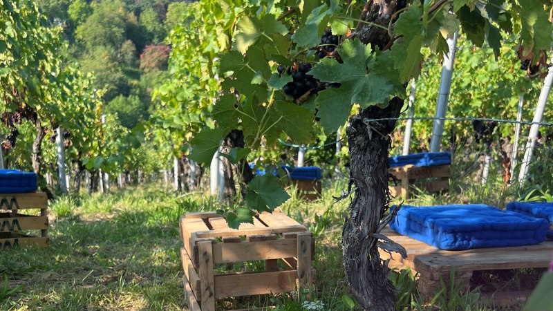 Ein Weinberg mit Holzb&auml;nken und blauen Kissen zwischen den Reben l&auml;dt zur Pause ein. Die gr&uuml;nen Bl&auml;tter und Trauben sind im Sonnenlicht zu sehen., &copy; Frank Nonnenmann