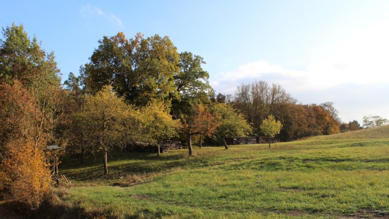 Herbstliche Wiese mit Bäumen am Peter-Schanz-Weg in Herrenberg. Die Bäume zeigen bunte Herbstfarben unter einem klaren blauen Himmel., © Natur.Nah. Schönbuch & Heckengäu