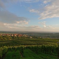 Weinberge bei Hohenhaslach im Abendlicht, mit Blick auf das Dorf und den weiten Himmel. Die Landschaft ist grün und friedlich., © Weingut Weiberle Weinberge bei Hohenhaslach im Abendlicht, mit Blick auf das Dorf und den weiten Himmel. Die Landschaft ist grün und friedlich., © Weingut Weiberle