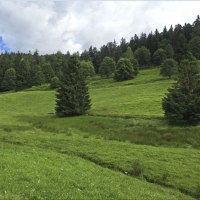 Grüne Wiese mit vereinzelten Bäumen, dahinter dichter Wald. Der Himmel ist bewölkt mit einigen blauen Stellen., © www.pro-cycl.de