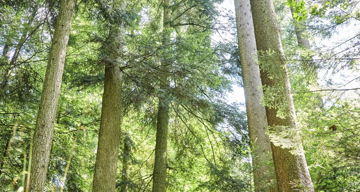 Wandern am Fuxi-Naturerlebnis-Pfad, © Hohenlohe + Schwäbisch Hall Tourismus e. V. Wandern am Fuxi-Naturerlebnis-Pfad, © Hohenlohe + Schwäbisch Hall Tourismus e. V.