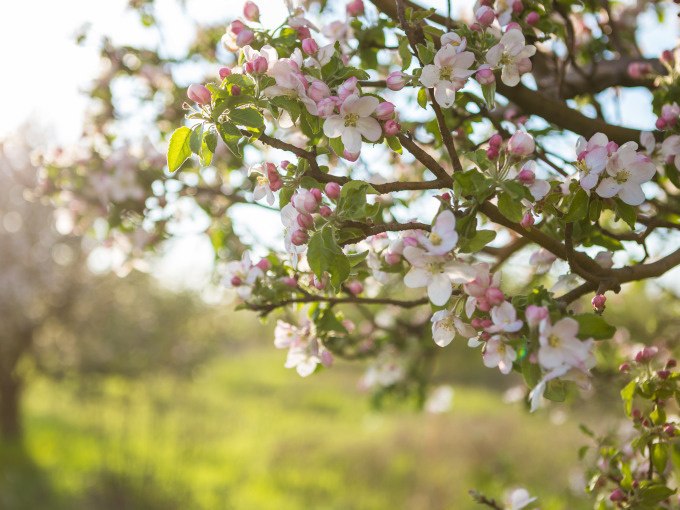 Bl&uuml;hende Apfelbaumzweige mit rosa und wei&szlig;en Bl&uuml;ten im Sonnenlicht. Der Hintergrund zeigt eine unscharfe, gr&uuml;ne Wiese., &copy; Stadt G&ouml;ppingen