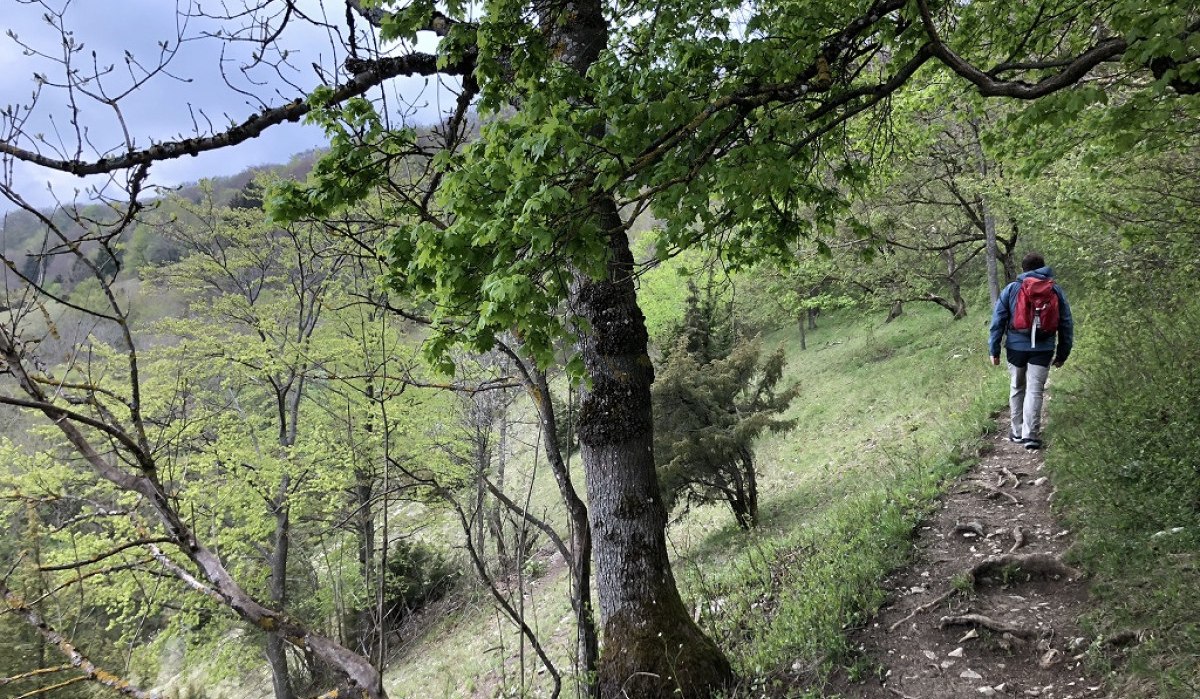 Kleiner Pfad Richtung Kaltes Feld, © Touristik und Marketing GmbH