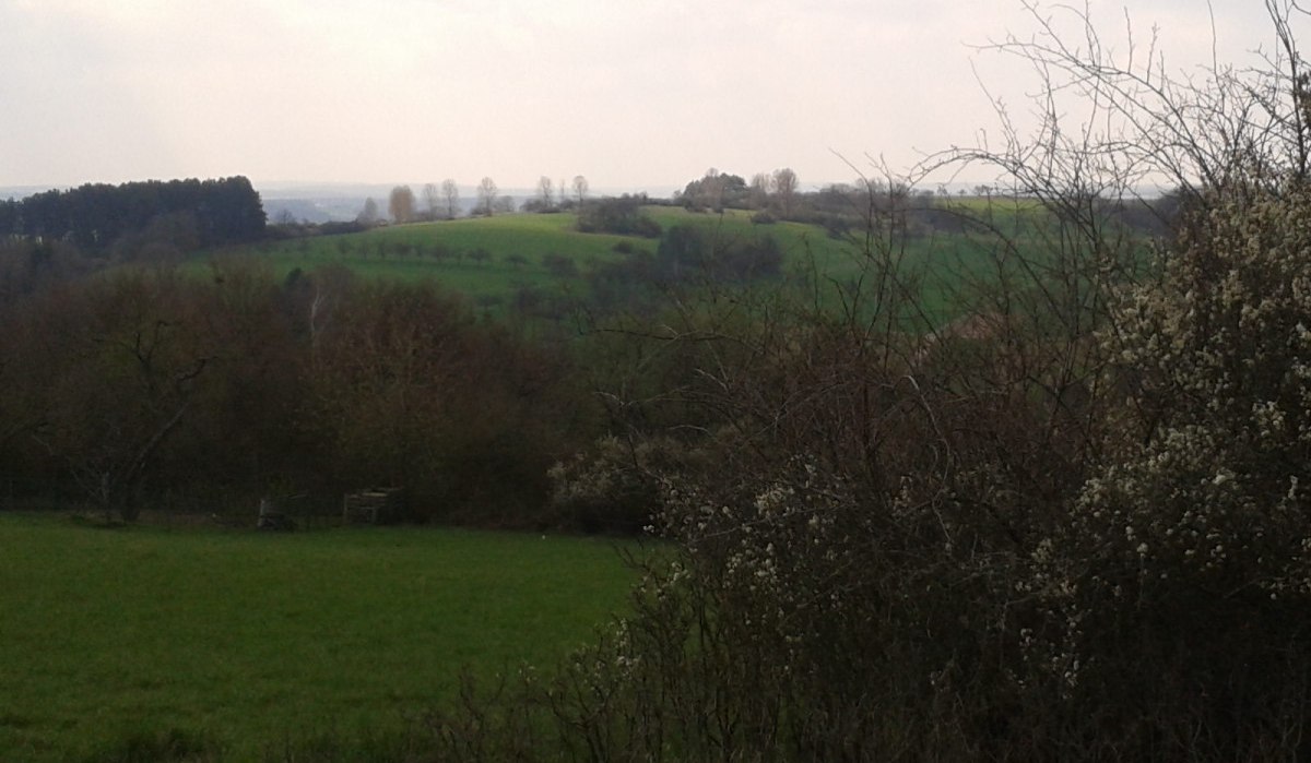 Grüne Hügel mit Bäumen und Sträuchern, im Vordergrund blühende Büsche. Der Himmel ist bewölkt, die Landschaft wirkt ruhig und idyllisch., © Natur.Nah. Schönbuch & Heckengäu