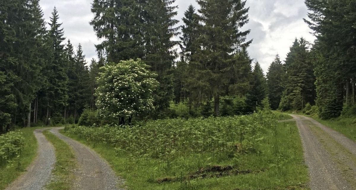 Zwei sich trennende Waldwege in einem grünen Wald mit hohen Bäumen und einem blühenden Strauch., © www.pro-cycl.de Zwei sich trennende Waldwege in einem grünen Wald mit hohen Bäumen und einem blühenden Strauch., © www.pro-cycl.de