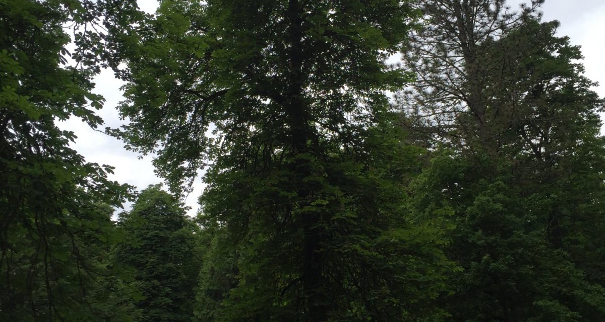 Ein dichter Wald mit hohen, gr&uuml;nen B&auml;umen unter einem bew&ouml;lkten Himmel. Die &uuml;ppige Vegetation vermittelt eine ruhige, nat&uuml;rliche Atmosph&auml;re., &copy; www.pro-cycl.de