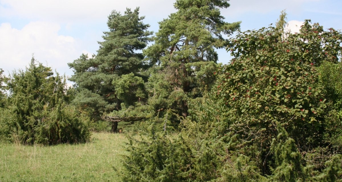 Grüne Wiese mit verschiedenen Bäumen und Sträuchern unter blauem Himmel mit Wolken., © Natur.Nah. Schönbuch & Heckengäu Grüne Wiese mit verschiedenen Bäumen und Sträuchern unter blauem Himmel mit Wolken., © Natur.Nah. Schönbuch & Heckengäu