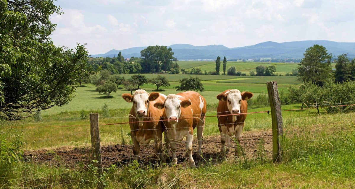 Drei Kühe stehen hinter einem Zaun auf einer grünen Wiese. Im Hintergrund sind Hügel und Bäume zu sehen, der Himmel ist leicht bewölkt., © Landkreis Göppingen Drei Kühe stehen hinter einem Zaun auf einer grünen Wiese. Im Hintergrund sind Hügel und Bäume zu sehen, der Himmel ist leicht bewölkt., © Landkreis Göppingen