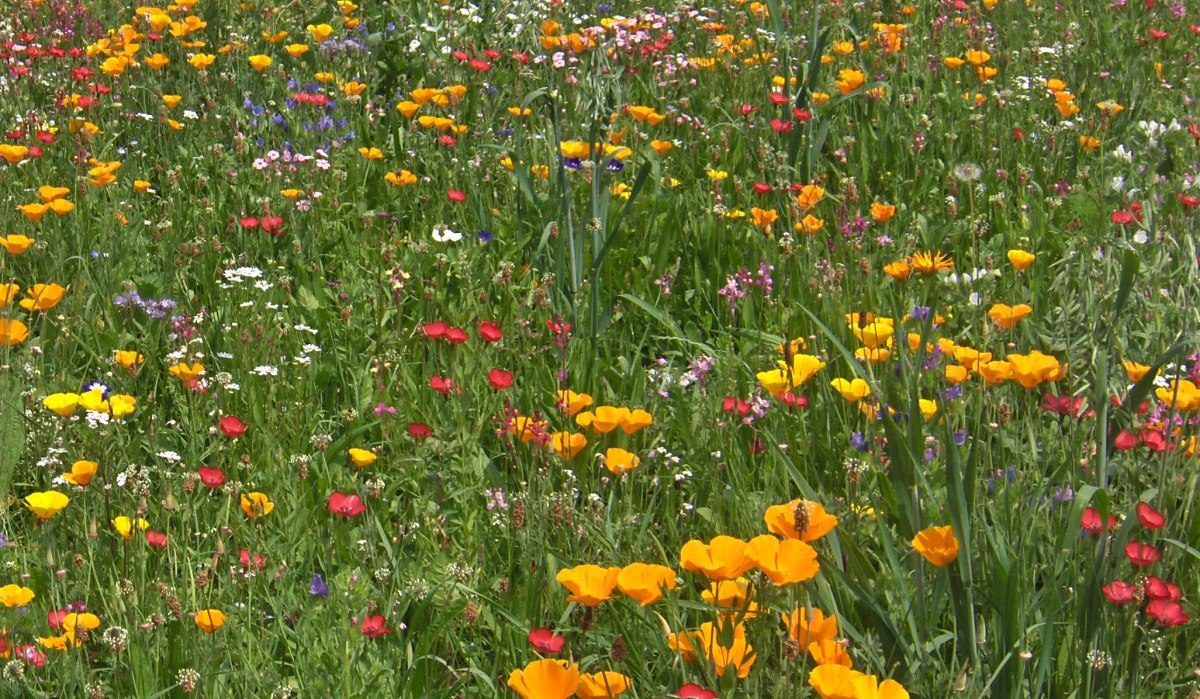 Bunte Blumenwiese mit gelben, roten und weißen Blüten. Im Hintergrund steht ein Holzgebäude mit rotem Dach., © Natur.Nah. Schönbuch & Heckengäu Bunte Blumenwiese mit gelben, roten und weißen Blüten. Im Hintergrund steht ein Holzgebäude mit rotem Dach., © Natur.Nah. Schönbuch & Heckengäu