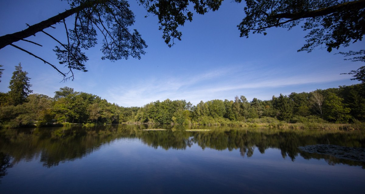 Ein ruhiger See mit spiegelnder Wasseroberfläche, umgeben von grünen Bäumen unter einem klaren blauen Himmel., © Region Stuttgart