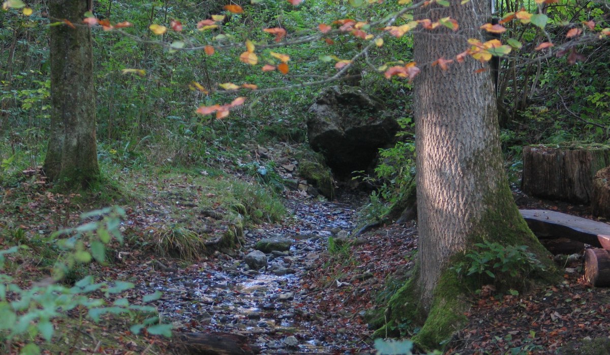 Ein kleiner Bach fließt durch einen herbstlichen Wald bei der Remsquelle in Essingen. Bunte Blätter und Bäume säumen den Weg., © Remstal Tourismus e.V.